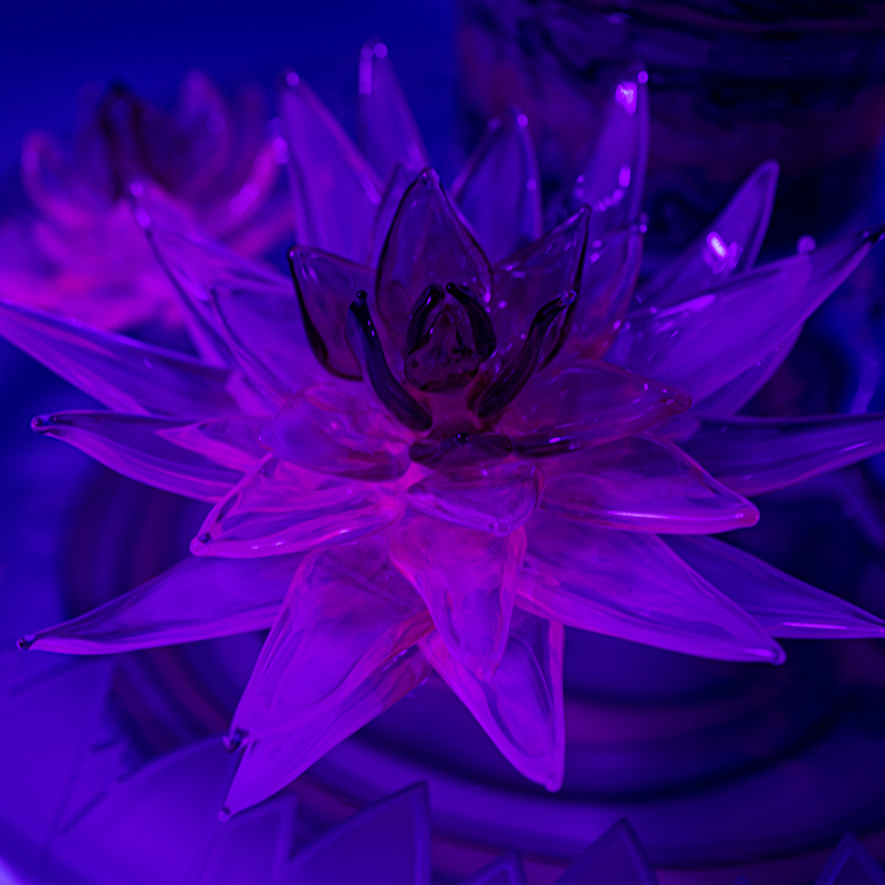 Nymphaea by T-Ehle Nymphaea by T-Ehle